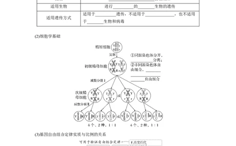 第五单元　第26课时　自由组合定律_新高考复习资料_2025年新高考资料_2025新高考一轮复习生物_2025大一轮复习讲义生物人教版学生用书Word版文档整书_2025大一轮复习讲义