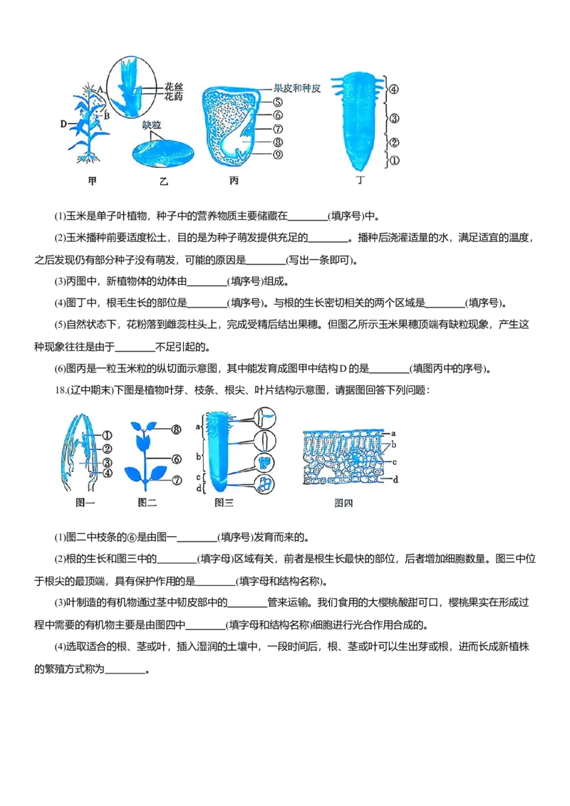 2026年中考生物复习专题练习：专题十一种子萌发和植株生长（含答案）_6生物中考复习_2026年中考复习（更新中）_2026年中考生物一轮复习专题练习（含答案）