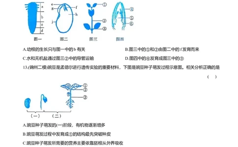2026年中考生物复习专题练习：专题十一种子萌发和植株生长（含答案）_6生物中考复习_2026年中考复习（更新中）_2026年中考生物一轮复习专题练习（含答案）