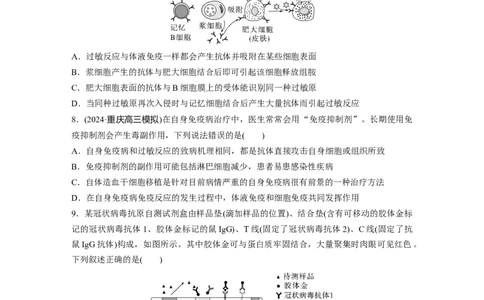 第八单元　课时练43　免疫失调及免疫学的应用_2025年新高考资料_一轮复习_2025大一轮复习讲义+课件（完结）_2025大一轮复习讲义生物学生用书Word版文档整书_2025一轮复习73练