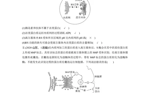 第二单元　第8课时　细胞器之间的协调配合_2025年新高考资料_一轮复习_2025大一轮复习讲义+课件（完结）_2025大一轮复习讲义生物教师用书Word版文档整书