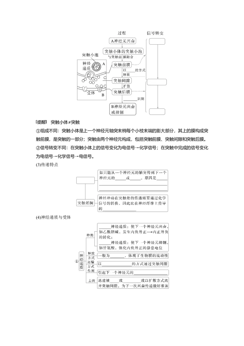第八单元　第38课时　神经冲动的产生和传导_新高考复习资料_2025年新高考资料_2025新高考一轮复习生物_2025大一轮复习讲义生物人教版学生用书Word版文档整书_2025大一轮复习讲义