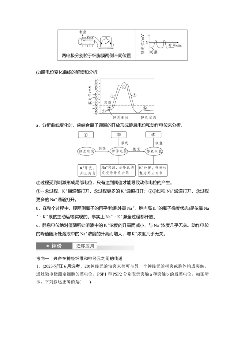 第八单元　第38课时　神经冲动的产生和传导_新高考复习资料_2025年新高考资料_2025新高考一轮复习生物_2025大一轮复习讲义生物人教版学生用书Word版文档整书_2025大一轮复习讲义