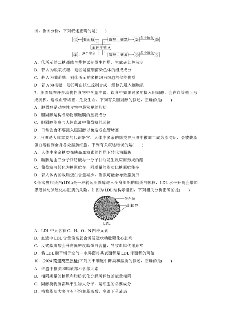 第一单元　课时练3细胞中的糖类和脂质_2025年新高考资料_一轮复习_2025大一轮复习讲义+课件（完结）_2025大一轮复习讲义生物学生用书Word版文档整书_2025一轮复习73练