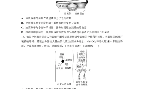 第一单元　课时练3细胞中的糖类和脂质_2025年新高考资料_一轮复习_2025大一轮复习讲义+课件（完结）_2025大一轮复习讲义生物学生用书Word版文档整书_2025一轮复习73练