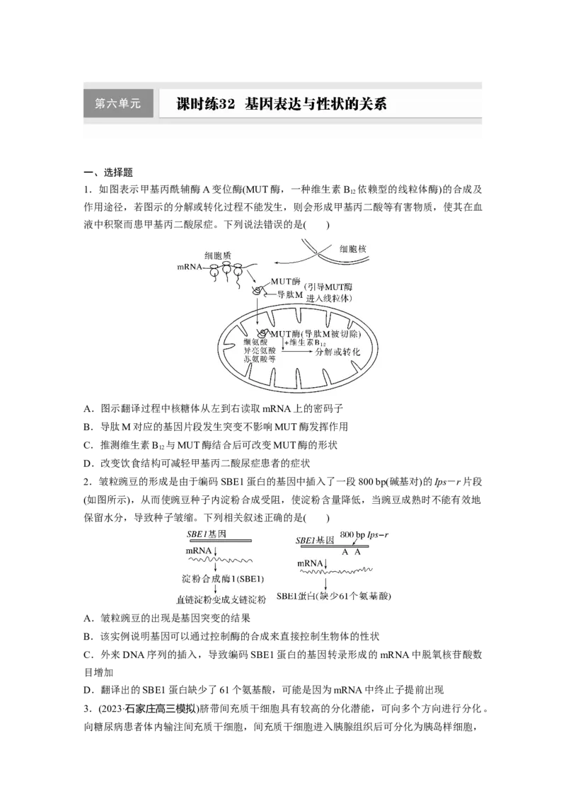 第六单元　课时练32　基因表达与性状的关系_2025年新高考资料_一轮复习_2025大一轮复习讲义+课件（完结）_2025大一轮复习讲义生物学生用书Word版文档整书_2025一轮复习73练
