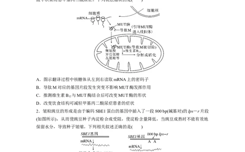 第六单元　课时练32　基因表达与性状的关系_2025年新高考资料_一轮复习_2025大一轮复习讲义+课件（完结）_2025大一轮复习讲义生物学生用书Word版文档整书_2025一轮复习73练