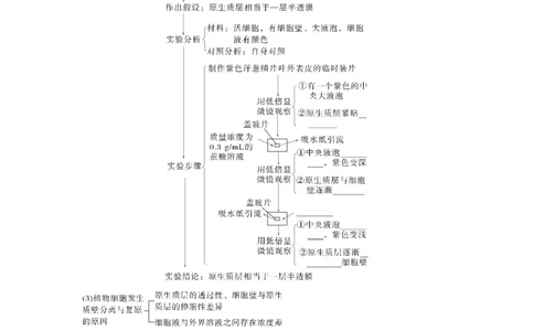 第二单元　第9课时　水进出细胞的原理_2025年新高考资料_一轮复习_2025大一轮复习讲义+课件（完结）_2025大一轮复习讲义生物学生用书Word版文档整书_2025大一轮复习讲义