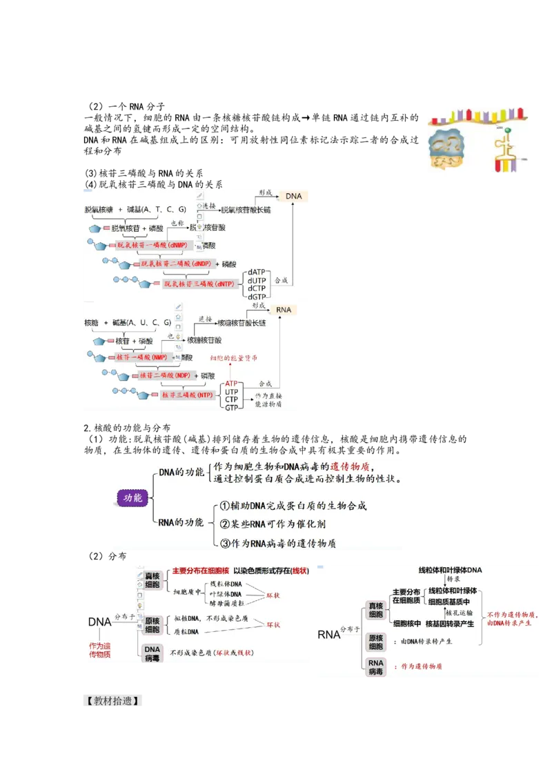 第4讲细胞中的蛋白质和核酸（讲义）（学生版）_新高考复习资料_2024年新高考复习资料_一轮复习资料_完2024年高考生物一轮复习讲练测(课件+讲义+练习)（新高考）_讲义+练习