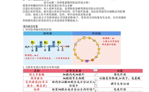 第4讲细胞中的蛋白质和核酸（讲义）（学生版）_新高考复习资料_2024年新高考复习资料_一轮复习资料_完2024年高考生物一轮复习讲练测(课件+讲义+练习)（新高考）_讲义+练习
