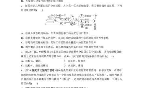 第二单元　课时练8细胞器之间的协调配合_2025年新高考资料_一轮复习_2025大一轮复习讲义+课件（完结）_2025大一轮复习讲义生物学生用书Word版文档整书_2025一轮复习73练