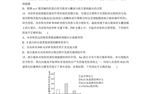 第二单元　课时练8细胞器之间的协调配合_2025年新高考资料_一轮复习_2025大一轮复习讲义+课件（完结）_2025大一轮复习讲义生物学生用书Word版文档整书_2025一轮复习73练