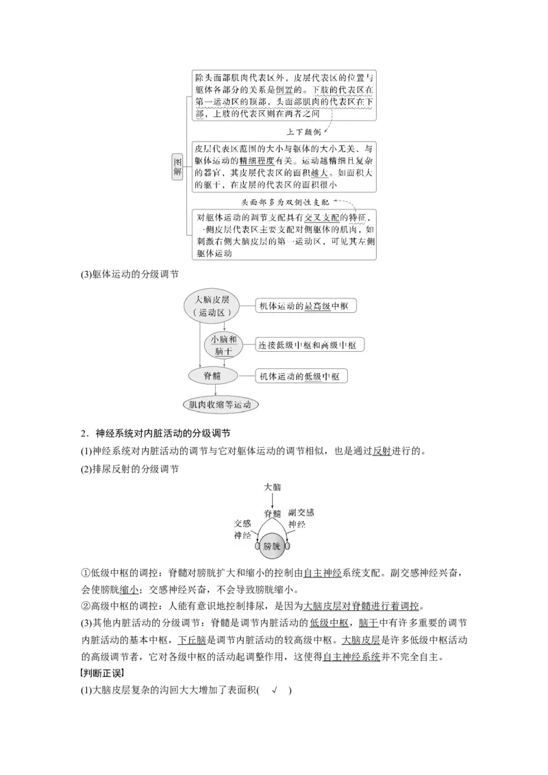 第八单元　第39课时　神经系统的分级调节及人脑的高级功能_2025年新高考资料_一轮复习_2025大一轮复习讲义+课件（完结）_2025大一轮复习讲义生物教师用书Word版文档整书