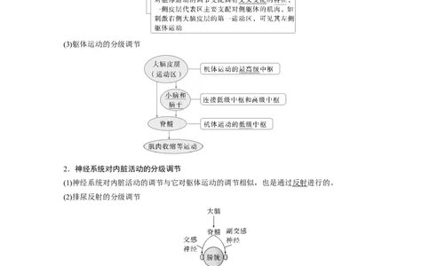 第八单元　第39课时　神经系统的分级调节及人脑的高级功能_2025年新高考资料_一轮复习_2025大一轮复习讲义+课件（完结）_2025大一轮复习讲义生物教师用书Word版文档整书