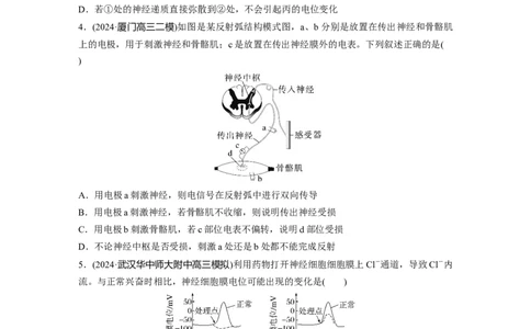 第八单元　课时练38　神经冲动的产生和传导_2025年新高考资料_一轮复习_2025大一轮复习讲义+课件（完结）_2025大一轮复习讲义生物学生用书Word版文档整书_2025一轮复习73练