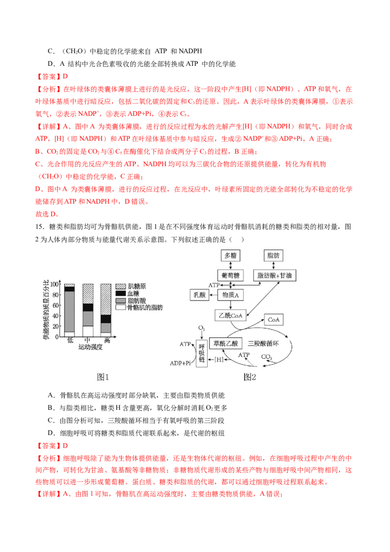 第三单元细胞的能量供应和利用（测试）（解析版）_2025年新高考资料_一轮复习_2025年高考生物一轮复习讲练测（新教材新高考）