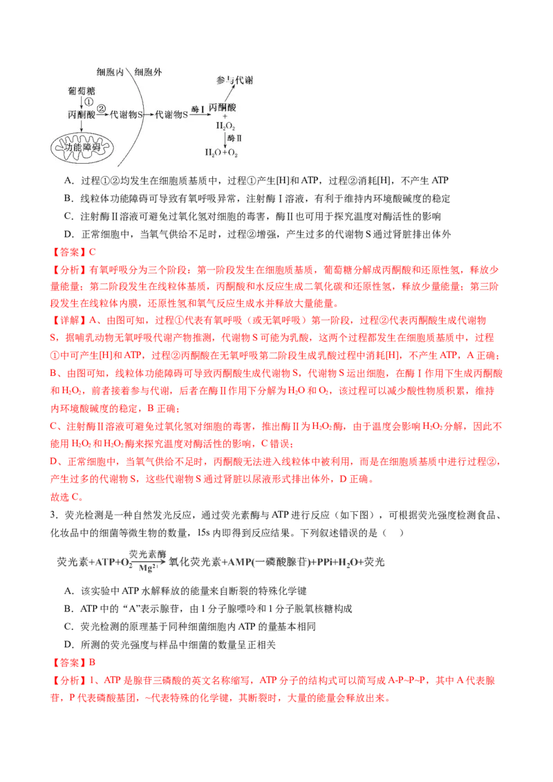 第三单元细胞的能量供应和利用（测试）（解析版）_2025年新高考资料_一轮复习_2025年高考生物一轮复习讲练测（新教材新高考）