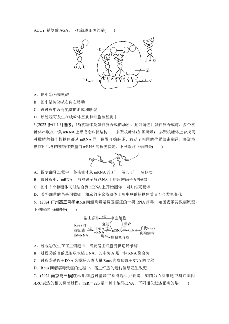 第六单元　课时练31　基因的表达_2025年新高考资料_一轮复习_2025大一轮复习讲义+课件（完结）_2025大一轮复习讲义生物学生用书Word版文档整书_2025一轮复习73练