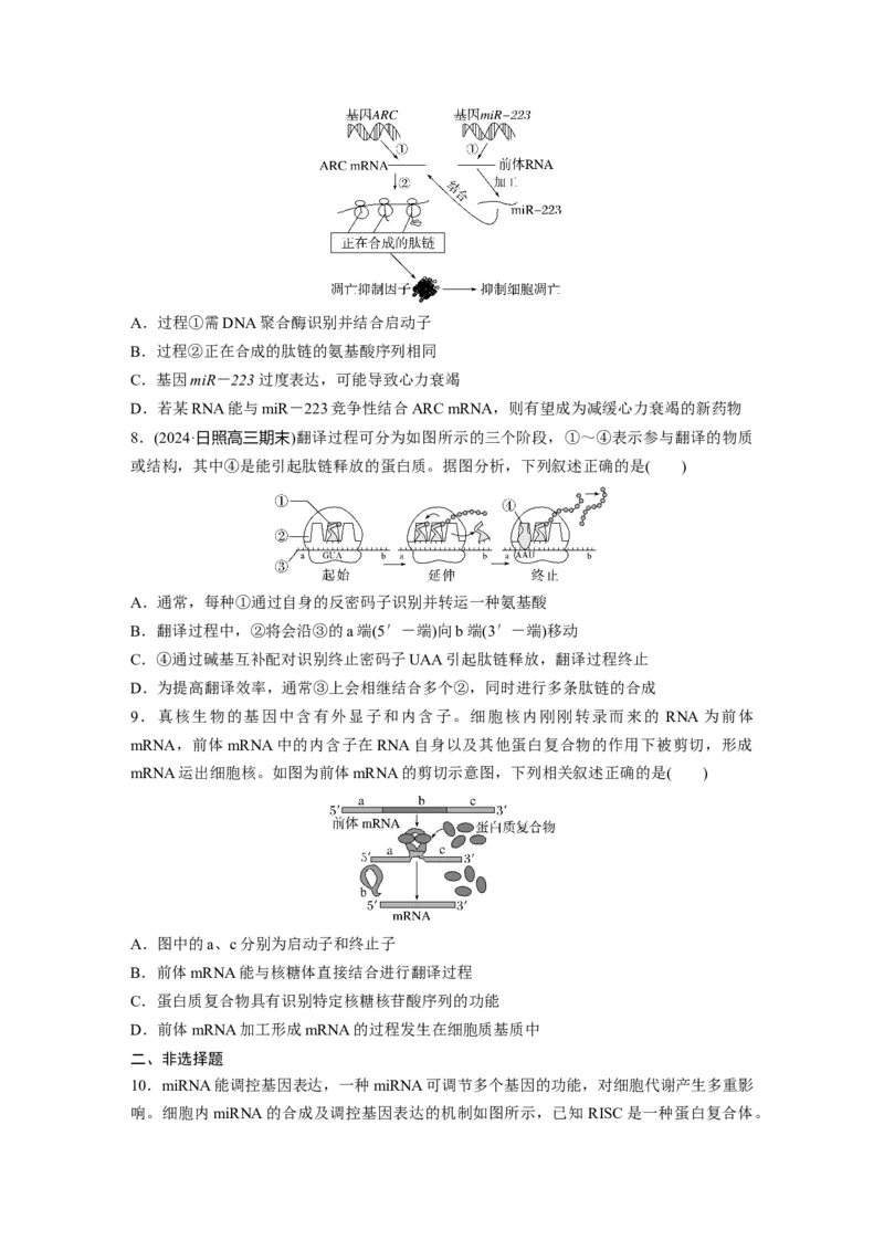 第六单元　课时练31　基因的表达_2025年新高考资料_一轮复习_2025大一轮复习讲义+课件（完结）_2025大一轮复习讲义生物学生用书Word版文档整书_2025一轮复习73练