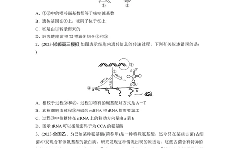 第六单元　课时练31　基因的表达_2025年新高考资料_一轮复习_2025大一轮复习讲义+课件（完结）_2025大一轮复习讲义生物学生用书Word版文档整书_2025一轮复习73练