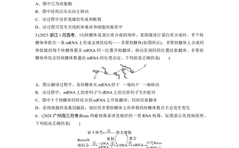 第六单元　课时练31　基因的表达_2025年新高考资料_一轮复习_2025大一轮复习讲义+课件（完结）_2025大一轮复习讲义生物学生用书Word版文档整书_2025一轮复习73练