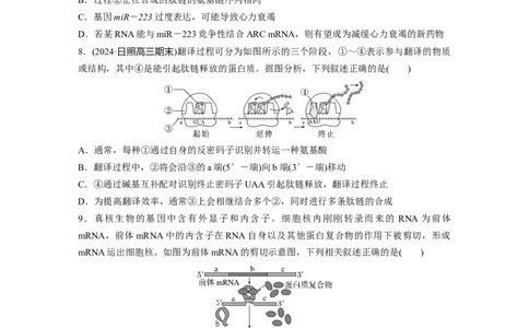 第六单元　课时练31　基因的表达_2025年新高考资料_一轮复习_2025大一轮复习讲义+课件（完结）_2025大一轮复习讲义生物学生用书Word版文档整书_2025一轮复习73练