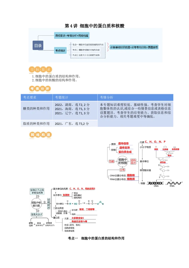 第4讲细胞中的蛋白质和核酸（讲义）（教师版）_新高考复习资料_2024年新高考复习资料_一轮复习资料_完2024年高考生物一轮复习讲练测(课件+讲义+练习)（新高考）_讲义+练习