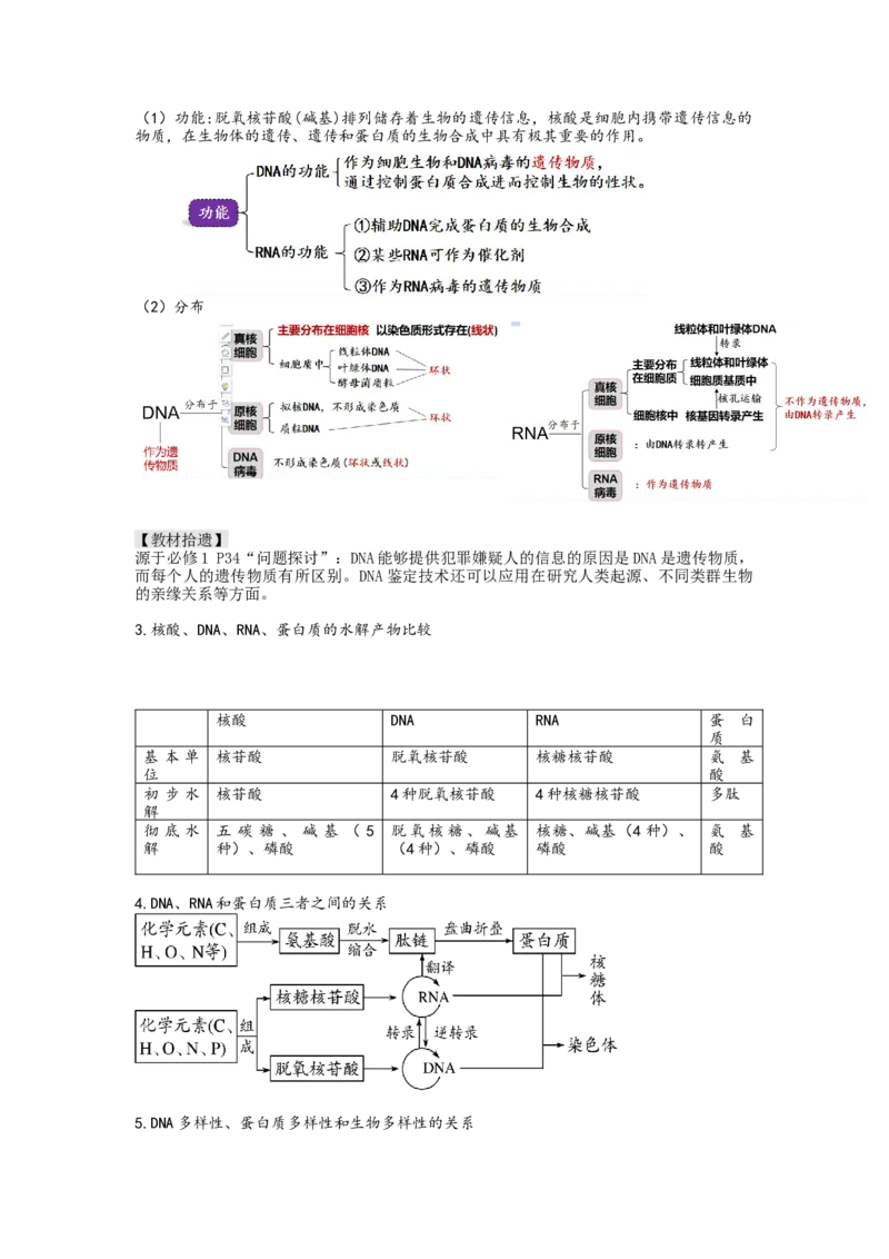 第4讲细胞中的蛋白质和核酸（讲义）（教师版）_新高考复习资料_2024年新高考复习资料_一轮复习资料_完2024年高考生物一轮复习讲练测(课件+讲义+练习)（新高考）_讲义+练习