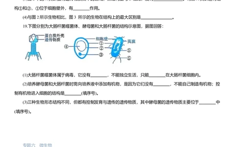2026年中考生物复习专题练习：专题六微生物（含答案）_6生物中考复习_2026年中考复习（更新中）_2026年中考生物一轮复习专题练习（含答案）