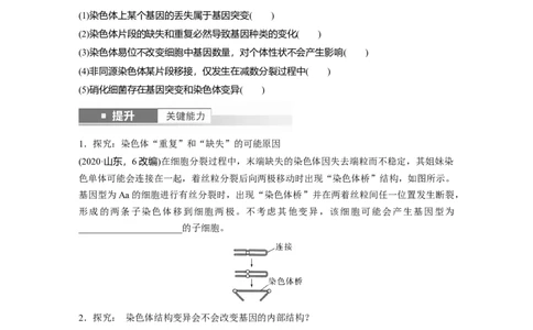 第七单元　第34课时　染色体变异_2025年新高考资料_一轮复习_2025大一轮复习讲义+课件（完结）_2025大一轮复习讲义生物学生用书Word版文档整书_2025大一轮复习讲义
