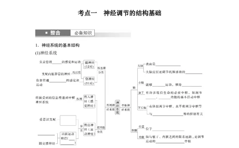 第八单元　第37课时　神经调节的结构基础和基本方式_2025年新高考资料_一轮复习_2025大一轮复习讲义+课件（完结）_2025大一轮复习讲义生物学生用书Word版文档整书_2025大一轮复习讲义