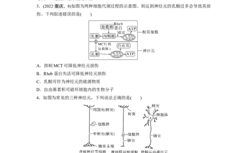 第八单元　第37课时　神经调节的结构基础和基本方式_2025年新高考资料_一轮复习_2025大一轮复习讲义+课件（完结）_2025大一轮复习讲义生物学生用书Word版文档整书_2025大一轮复习讲义