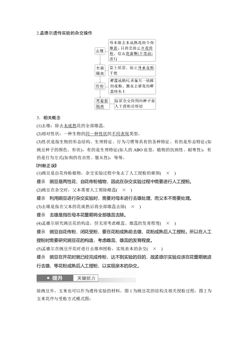第五单元　第24课时　一对相对性状的杂交实验_2025年新高考资料_一轮复习_2025大一轮复习讲义+课件（完结）_2025大一轮复习讲义生物教师用书Word版文档整书