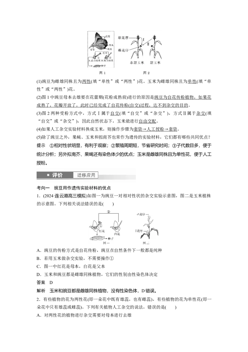 第五单元　第24课时　一对相对性状的杂交实验_2025年新高考资料_一轮复习_2025大一轮复习讲义+课件（完结）_2025大一轮复习讲义生物教师用书Word版文档整书