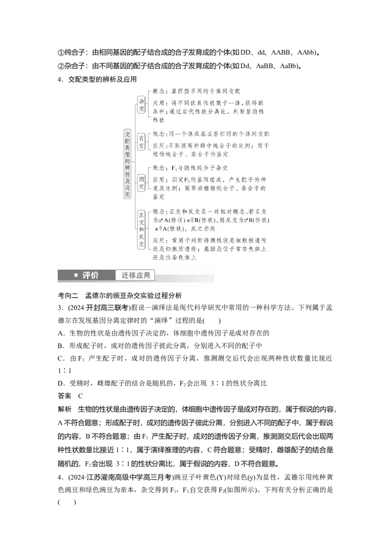 第五单元　第24课时　一对相对性状的杂交实验_2025年新高考资料_一轮复习_2025大一轮复习讲义+课件（完结）_2025大一轮复习讲义生物教师用书Word版文档整书