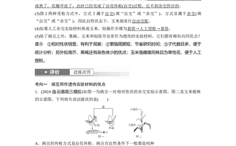 第五单元　第24课时　一对相对性状的杂交实验_2025年新高考资料_一轮复习_2025大一轮复习讲义+课件（完结）_2025大一轮复习讲义生物教师用书Word版文档整书