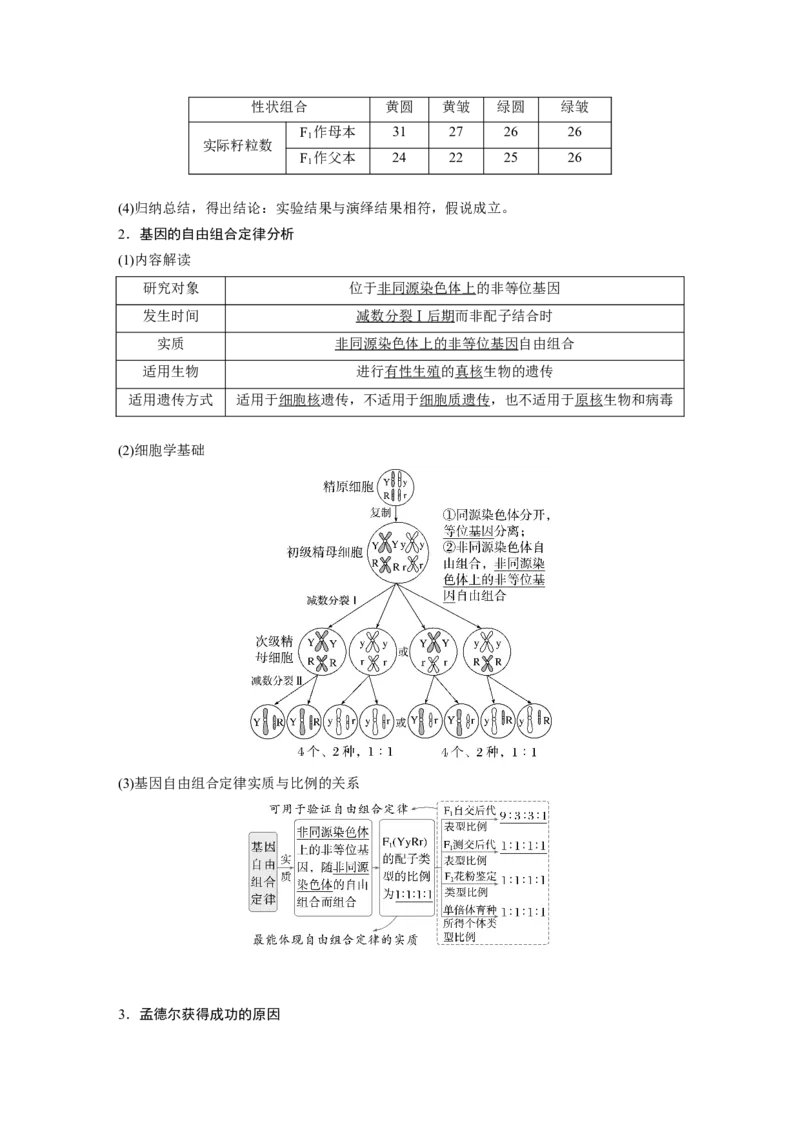 第五单元　第26课时　自由组合定律_2025年新高考资料_一轮复习_2025大一轮复习讲义+课件（完结）_2025大一轮复习讲义生物教师用书Word版文档整书_配套Word版文档第三~六单元