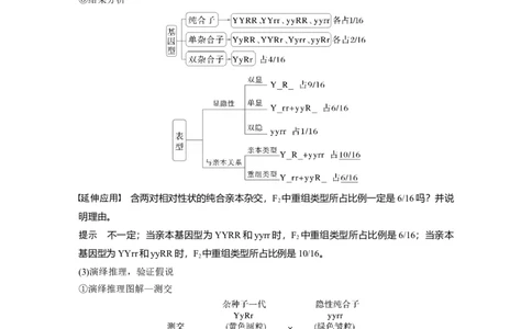 第五单元　第26课时　自由组合定律_2025年新高考资料_一轮复习_2025大一轮复习讲义+课件（完结）_2025大一轮复习讲义生物教师用书Word版文档整书_配套Word版文档第三~六单元