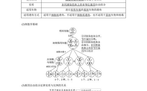 第五单元　第26课时　自由组合定律_2025年新高考资料_一轮复习_2025大一轮复习讲义+课件（完结）_2025大一轮复习讲义生物教师用书Word版文档整书_配套Word版文档第三~六单元