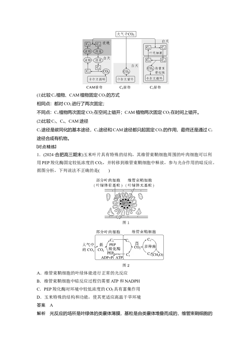 第三单元　专题突破2　不同生物固定二氧化碳的方式比较_2025年新高考资料_一轮复习_2025大一轮复习讲义+课件（完结）_2025大一轮复习讲义生物教师用书Word版文档整书