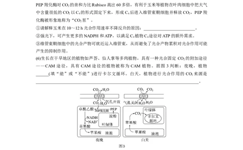 第三单元　专题突破2　不同生物固定二氧化碳的方式比较_2025年新高考资料_一轮复习_2025大一轮复习讲义+课件（完结）_2025大一轮复习讲义生物教师用书Word版文档整书