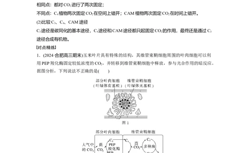 第三单元　专题突破2　不同生物固定二氧化碳的方式比较_2025年新高考资料_一轮复习_2025大一轮复习讲义+课件（完结）_2025大一轮复习讲义生物教师用书Word版文档整书