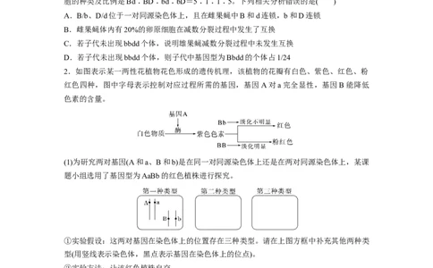 第五单元　专题突破7　探究不同对基因在常染色体上的位置_2025年新高考资料_一轮复习_2025大一轮复习讲义+课件（完结）_2025大一轮复习讲义生物学生用书Word版文档整书