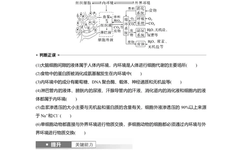 第八单元　第36课时　人体的内环境与稳态_2025年新高考资料_一轮复习_2025大一轮复习讲义+课件（完结）_2025大一轮复习讲义生物学生用书Word版文档整书_2025大一轮复习讲义