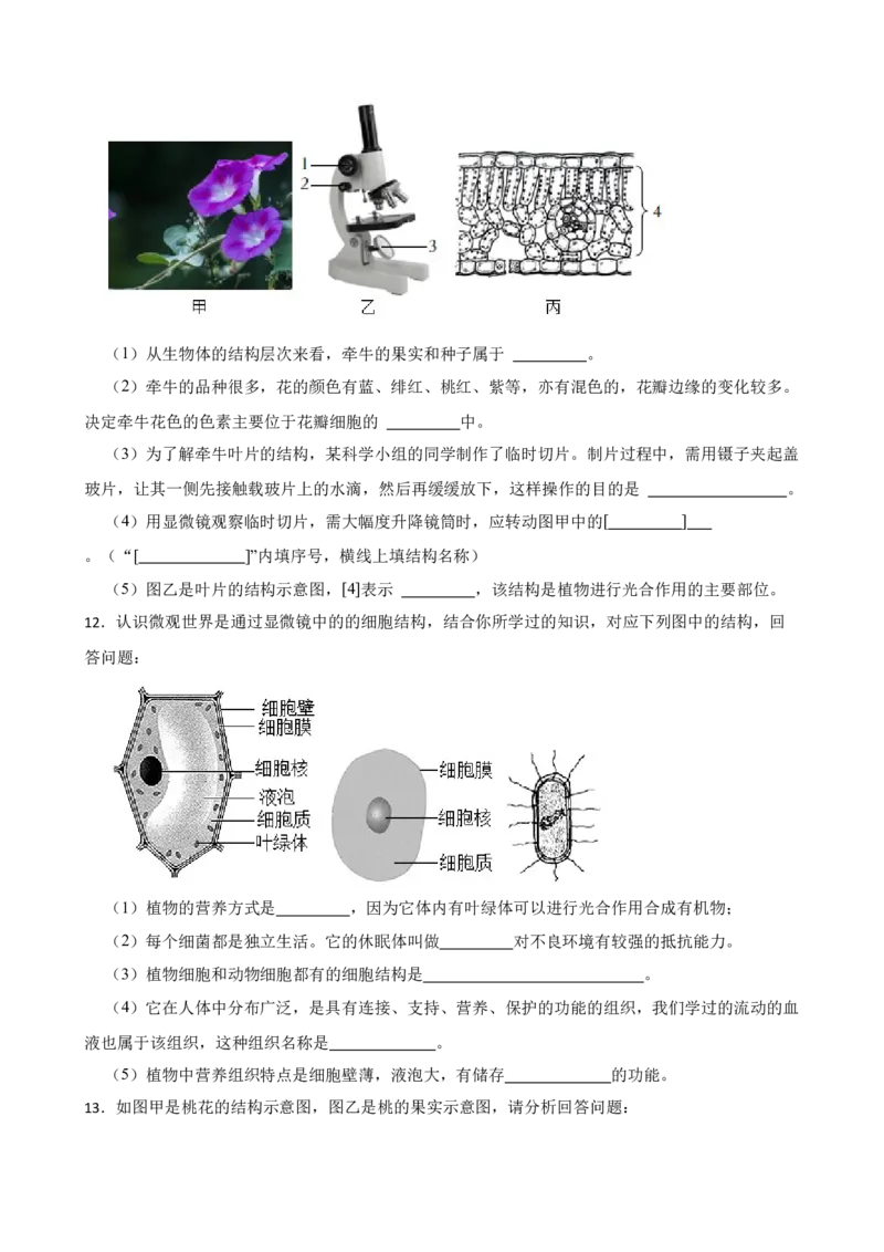 2024年中考生物读图理解专题复习：生物体的结构层次（含答案）_6生物中考复习_2024年中考复习资料_二轮复习_备考2024中考生物二轮复习读图理解精练