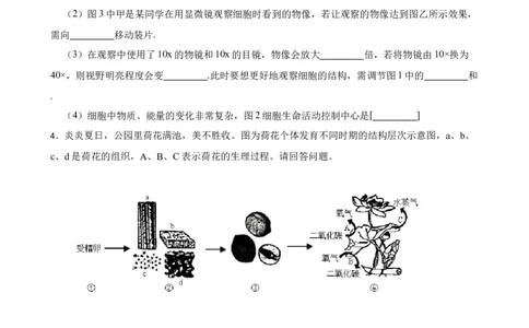 2024年中考生物读图理解专题复习：生物体的结构层次（含答案）_6生物中考复习_2024年中考复习资料_二轮复习_备考2024中考生物二轮复习读图理解精练