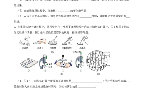 2024年中考生物读图理解专题复习：生物体的结构层次（含答案）_6生物中考复习_2024年中考复习资料_二轮复习_备考2024中考生物二轮复习读图理解精练