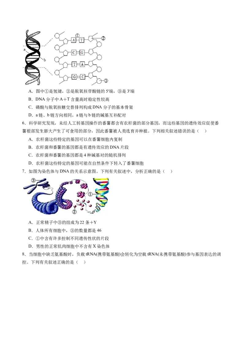 第六单元遗传的物质基础（测试）（原卷版）_2025年新高考资料_一轮复习_2025年高考生物一轮复习讲练测（新教材新高考）