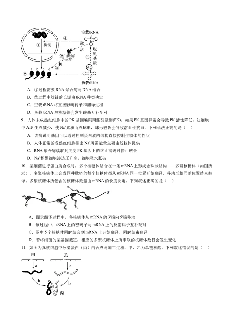 第六单元遗传的物质基础（测试）（原卷版）_2025年新高考资料_一轮复习_2025年高考生物一轮复习讲练测（新教材新高考）