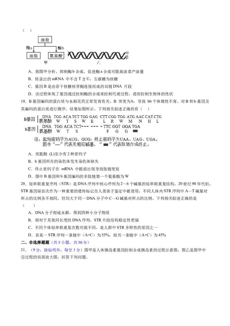 第六单元遗传的物质基础（测试）（原卷版）_2025年新高考资料_一轮复习_2025年高考生物一轮复习讲练测（新教材新高考）